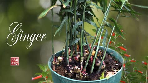 冬季花盆种姜的方法和步骤
