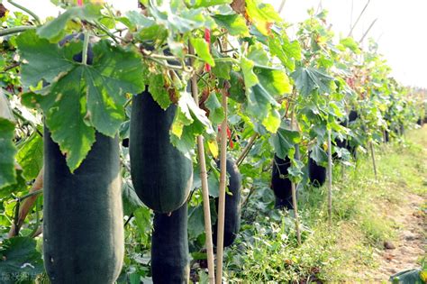 冬瓜的种植方法几月种植