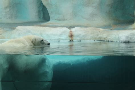 冰场北极熊图片