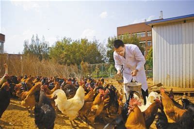 创业养鸡公司起名