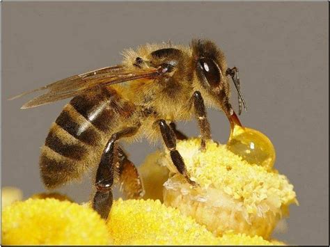 加拿大省长吃蜜蜂