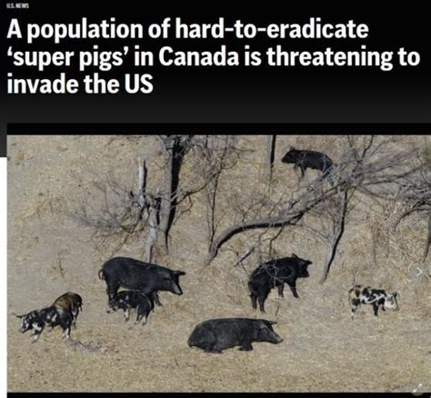 加拿大超级猪入侵美国新闻