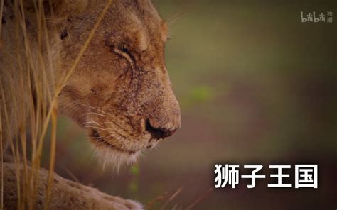 动物世界狮子纪录片全集
