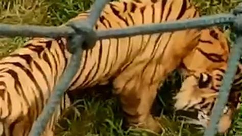 动物园回应老虎消瘦趴地吃草