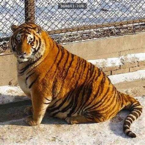 动物园老虎都很瘦为什么
