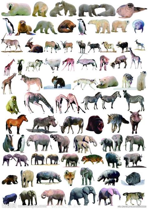 动物大全100种