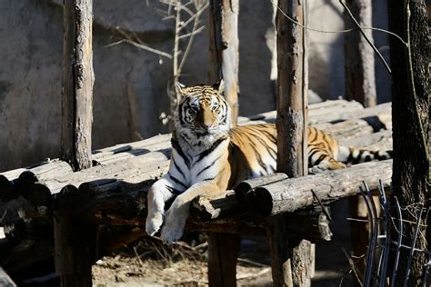 北京动物园老虎太瘦了