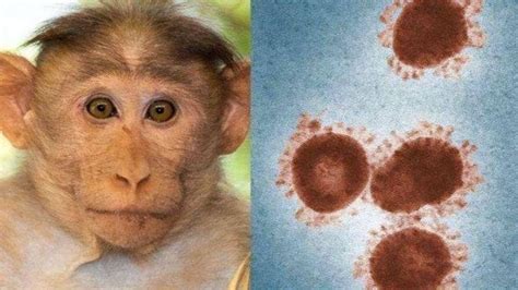 北京发现两例猴痘病例疾控提醒