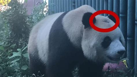 北京大熊猫突然头秃