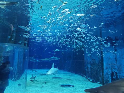 北京海底世界和海洋馆有什么区别