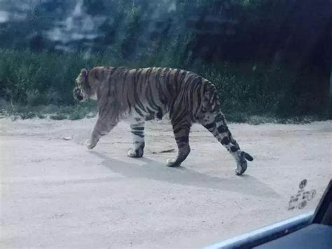北京野生动物园老虎咬伤女子案件