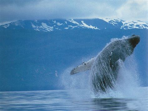 北半球的鲸