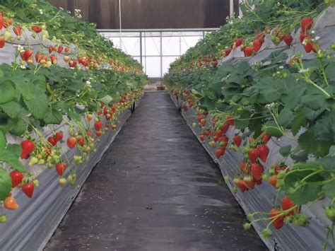 北方大棚草莓种植技术