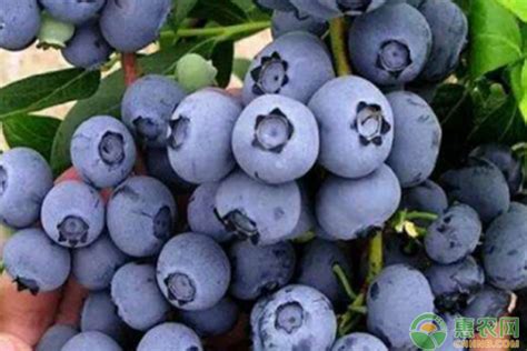 北方种哪个品种的蓝莓最好