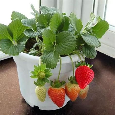 北方种植草莓冬天怎么过冬