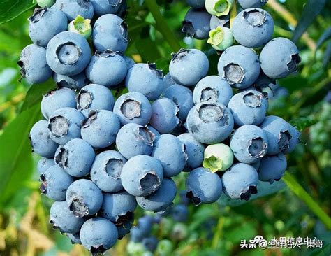 北方能种什么特大品种的蓝莓