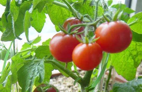 北方露地西红柿的种植技术