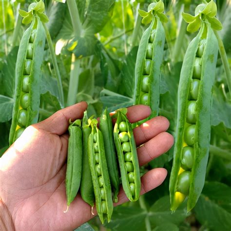 北方露地豌豆种植方法