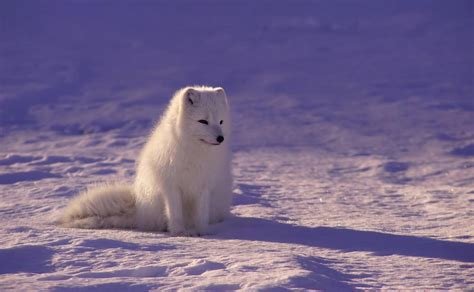 北极狐的样子照片