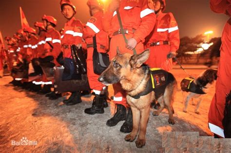 北欧救援犬