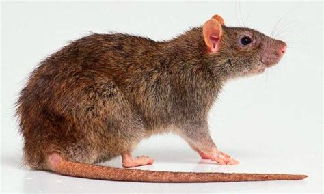 十几斤的老鼠是什么老鼠