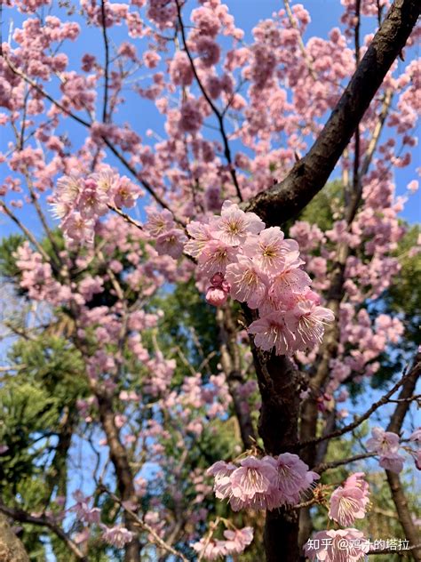 十大最美樱花品种