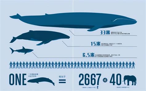 十大鲸鱼大小排名