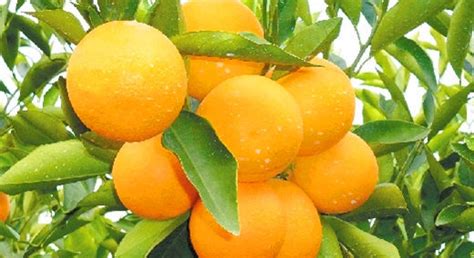 华宁柑橘有什么品种