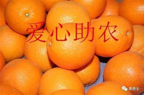 卖橙子卖惨骗局