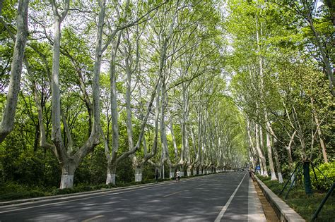 南京树林照片