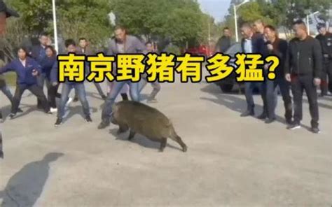 南京野猪杀了犯法吗