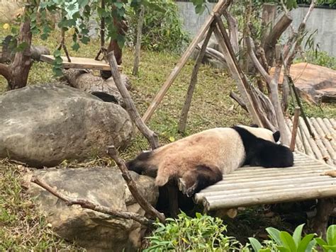 南宁动物园熊猫吐了后续
