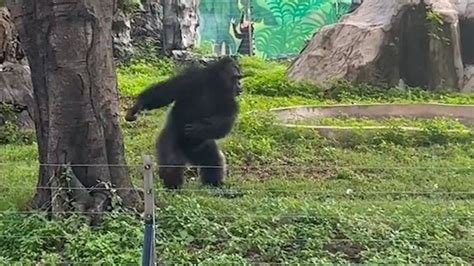 南宁动物园网红黑猩猩