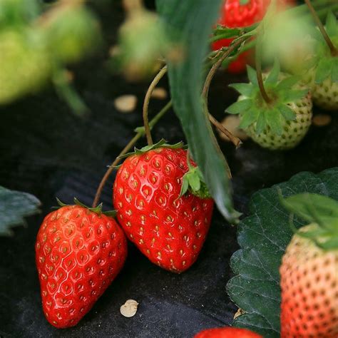 南方可以种什么草莓
