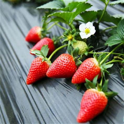 南方能种四季草莓吗