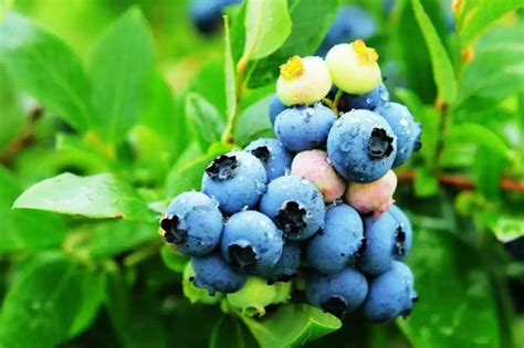 南方蓝莓种植技术