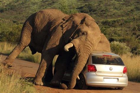 南非大象突然开车