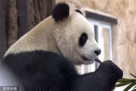 卡塔尔迎接大熊猫全程视频