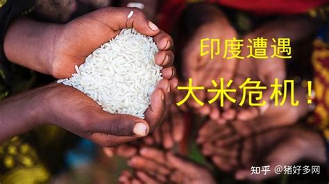 印度大米涨价最新消息