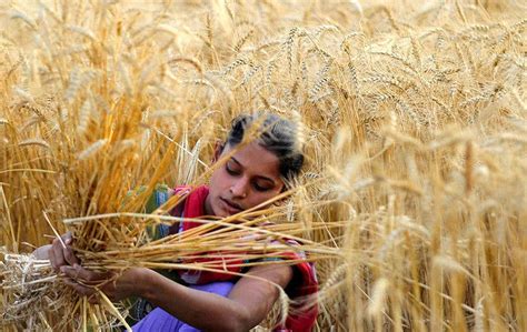 印度宣布禁止小麦出口