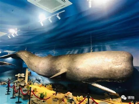 厦门海底世界抹香鲸是不是真的