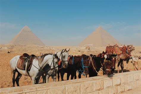 去埃及旅游带多少现金