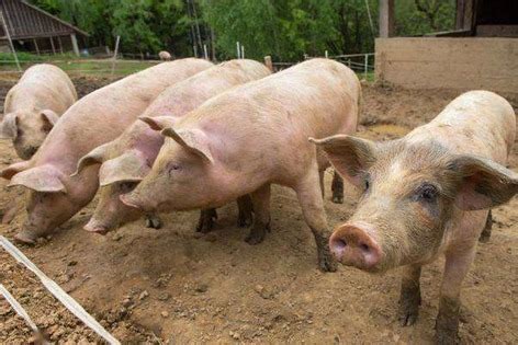 发改委关于猪价涨跌的新闻
