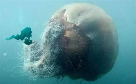 可怕又巨大的水母