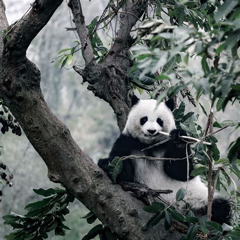 可怜的野生熊猫