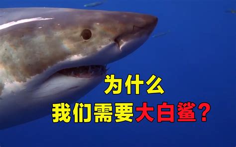 吃大白鲨需要判刑多少年