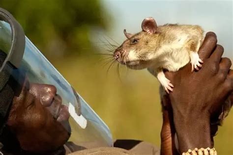 合肥发现巨型老鼠