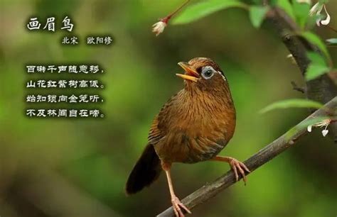 含有鸟的名称的诗句有哪些