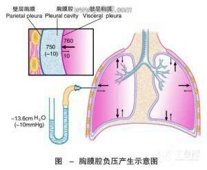 吸气胸腔内负压为什么是增大