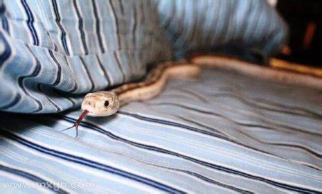 周公解梦查询家里有蛇